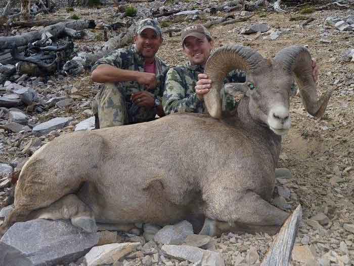 Nice Bighorn Sheep