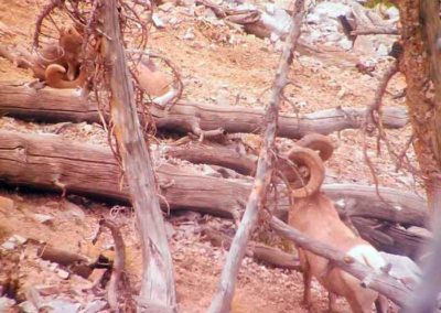 Idaho Sheep Hunting