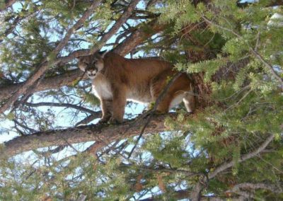 Treed Lion Idaho