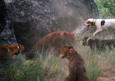 Idaho Bear Hunting Outfitters