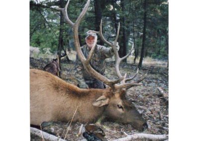 6x6 Bull Elk