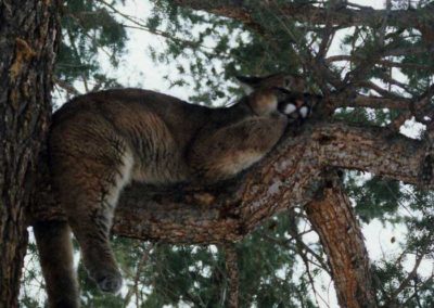 Treed Lion Idaho Hunting