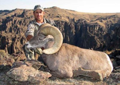 Bighorn sheep hunt